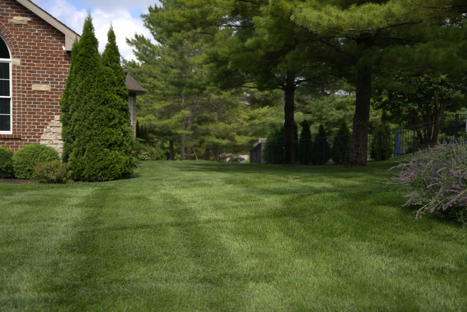 Green Acres freshly mowed residential lawn with professional striping pattern and manicured shrubs