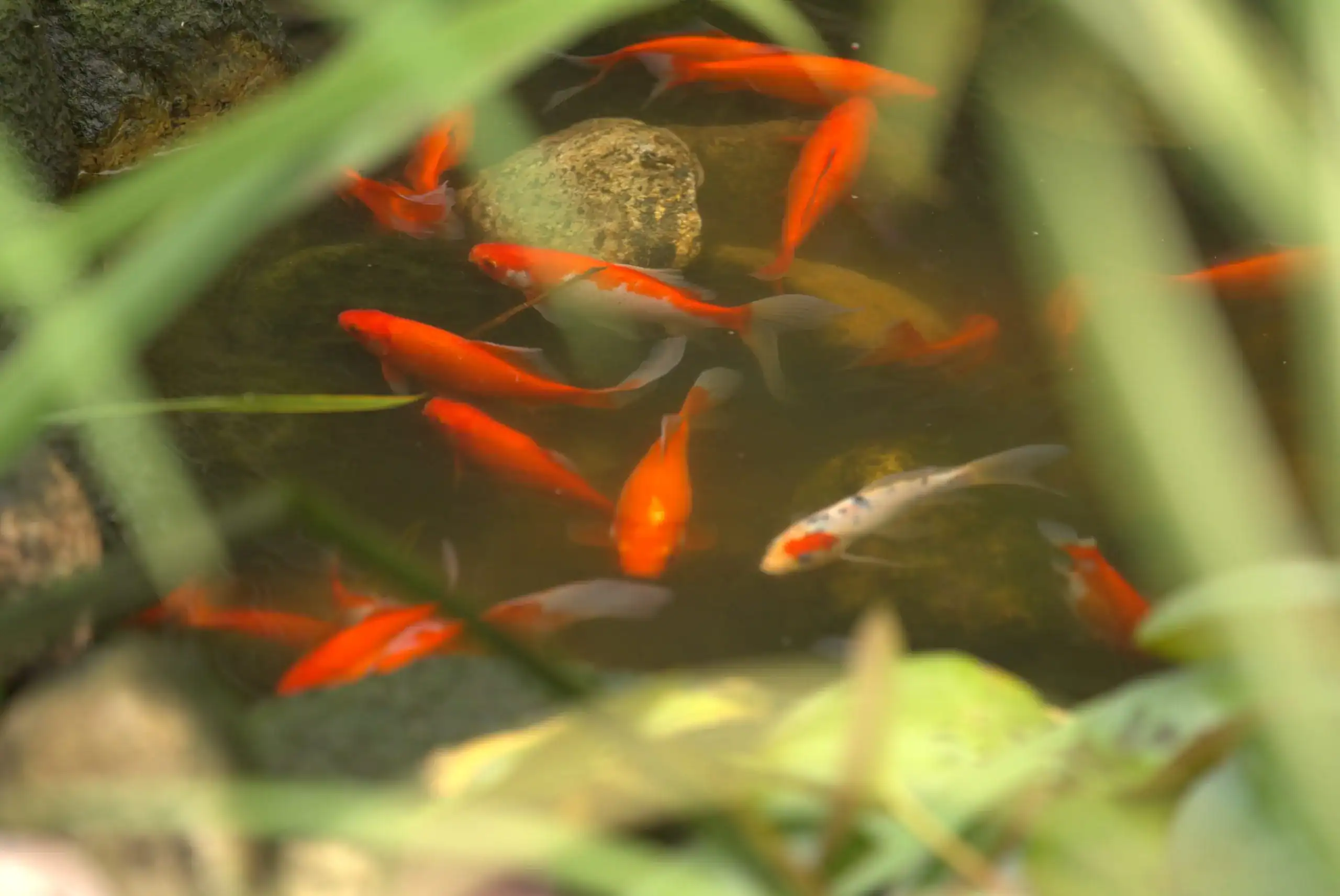 Green Acres decorative koi pond with orange fish and aquatic plants