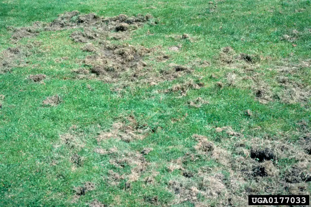 Green Acres pest control - lawn damaged by moles or voles showing tunneling and dead grass patches