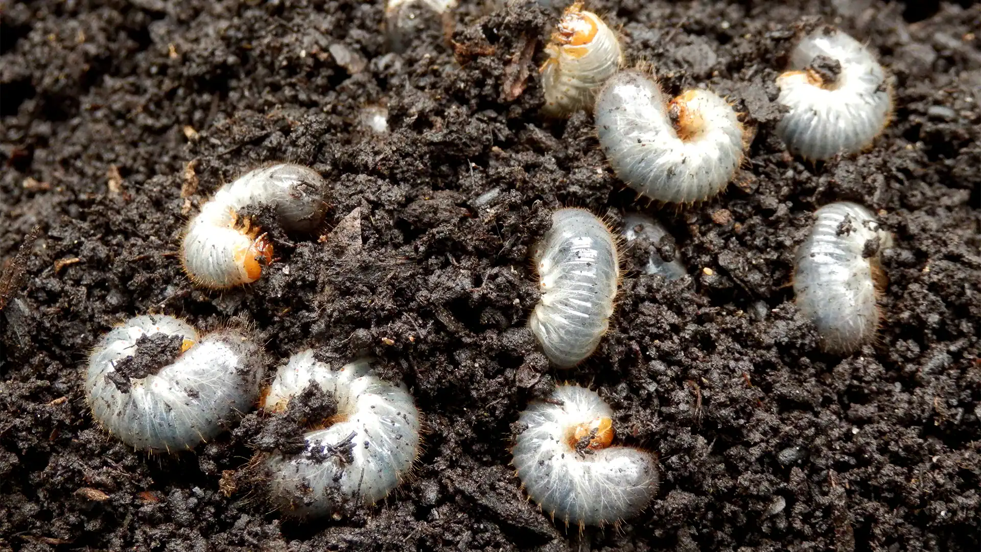 Green Acres pest control - lawn grubs found in soil during inspection